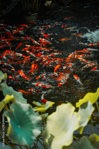 Photography Peces China