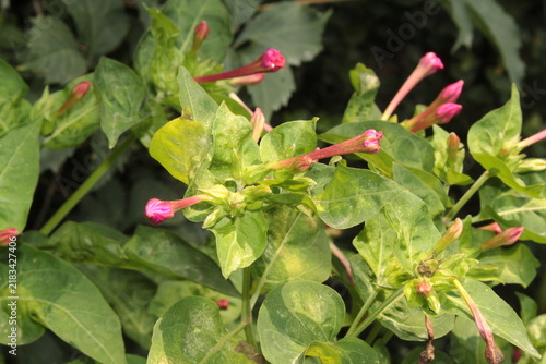 Obraz na plátně marvel of Peru or Mirabilis jalapa flower buds