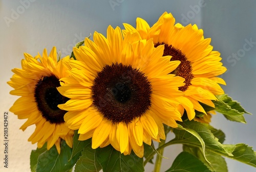 Sonnenblumen