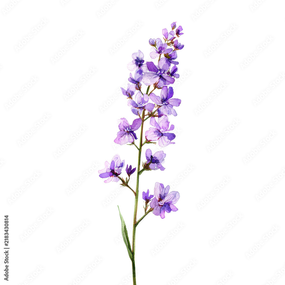 Obraz premium A cluster of purple flowers grows on a long green stem against a white background