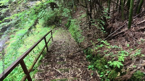 Forest path with wooden railing through a bamboo grove in Hinohara