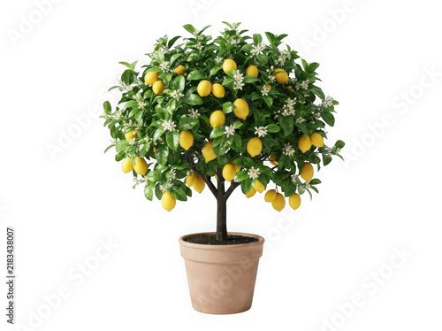 Lemon tree with flowers in pot isolated on transparent