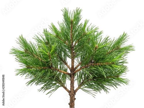 Fresh green pine tree branch isolated on transparent background