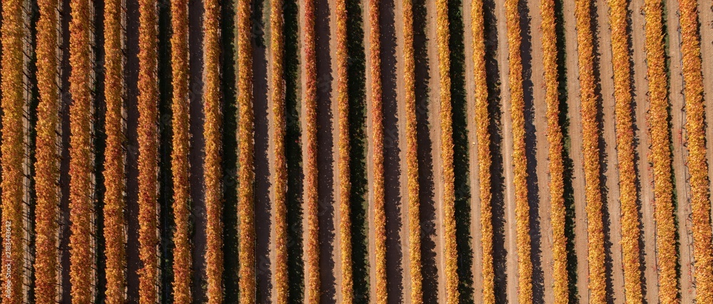 Obraz premium Aerial view of autumn vineyard rows with golden orange leaves and parallel patterns
