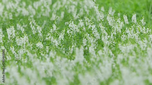 白い花。初夏から秋の公園や花壇を彩るアンゲロニアのある風景。ゆらゆら揺れる様子。自然風景素材。