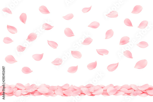 Falling Pink Flower Petals with Scattered Floral Pile Isolated on Transparent Background