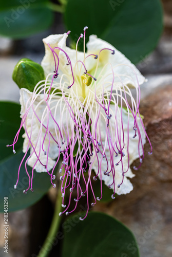Fading blossom of the caper plant (Capparis spinosa) with a developing green fruit and curled style
