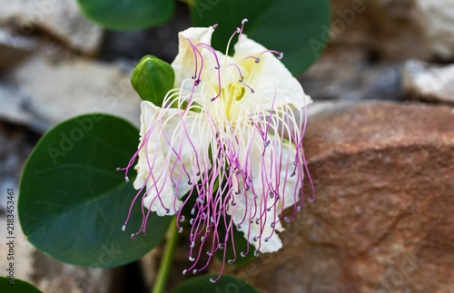 Wilting caper flower with crumpled white petals and long drooping pink stamens in macro close-up