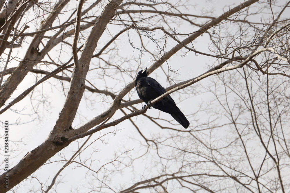 Obraz premium Black crow perched on a bare tree branch.