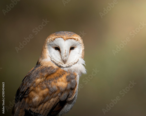 Foto Stunning Barn Owl portrait with heart-shaped facial disk