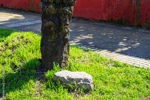 Картината върху платно Tree Trunk Moss and Stone in Urban Garden Setting
