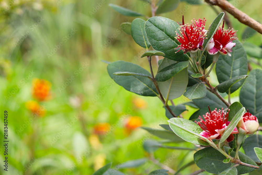 Fototapeta premium Beautiful red feijoa flowers blooming on a green bush.