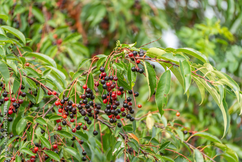 Canvastavla Hanging clusters of small red and black bird cherries ripen at different stages on a leafy branch