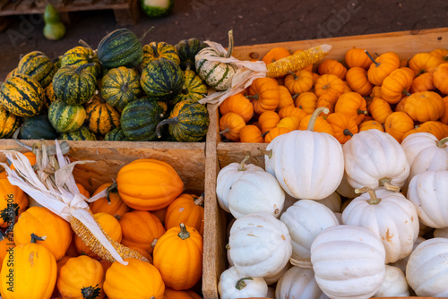 Colorful array of pumpkins displayed at a market