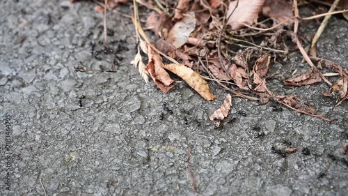Close-up view of ants marching across a textured asphalt surface with fallen leaves