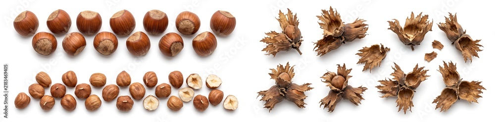 Fototapeta premium Hazelnuts are arranged in rows on a white background. The shells and husks are also present, representing the harvest in autumn. The scene captures the essence of nature's bounty during this season