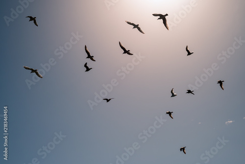 Konstfotografi Flock of seagulls randomly distributed against a blue sky backlit by summer sun