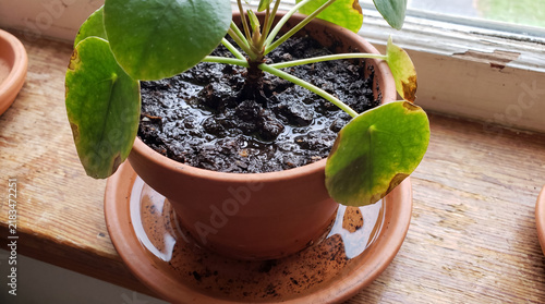 Pilea peperomioides houseplant in a terracotta pot showing signs of overwatering with wet soil and discolored leaves on a windowsill