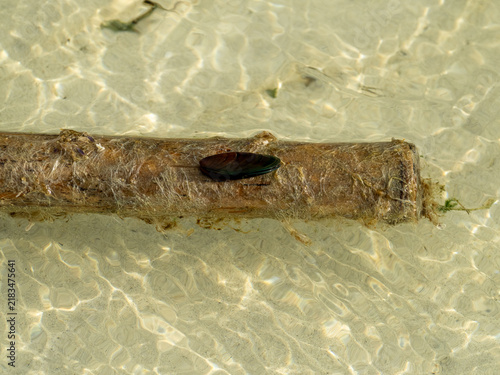 Fotografie Mussel Attached to a Waterlogged Bamboo Pole in Shallow Coastal Water