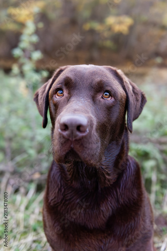 Porträt eines braunen Labrador Retriever 