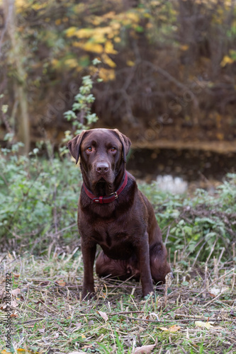 Brauner Labrador Retriever im Park