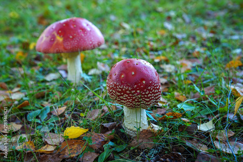 red mushroom in the forest