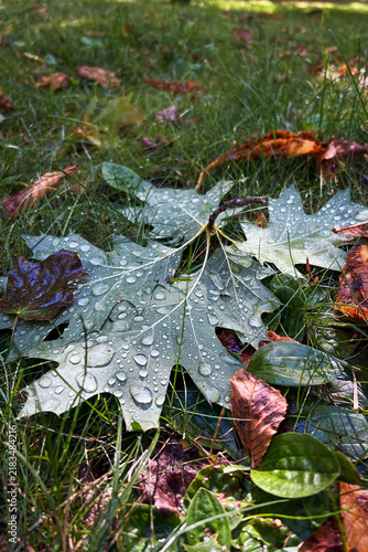 Close up of fallen silver maple leaves with water droplets on green grass. Macro view of wet Acer saccharinum foliage with rain drops after rain in autumn park. Daylight nature background.