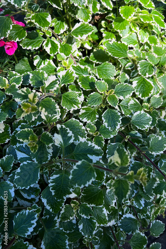 Full frame background of a variegated plectranthus coleoides plant with white edged leaves. Close up texture of green Swedish ivy foliage with a tiny pink flower in an outdoor garden.