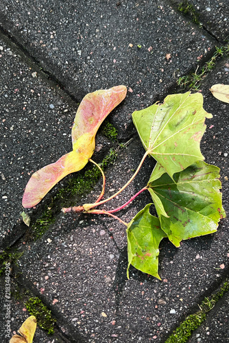 Close up of fallen green leaves and pink samara seeds of a tatar maple on wet pavement. Macro view of Acer tataricum foliage with winged keys on dark sidewalk with moss in autumn park.
