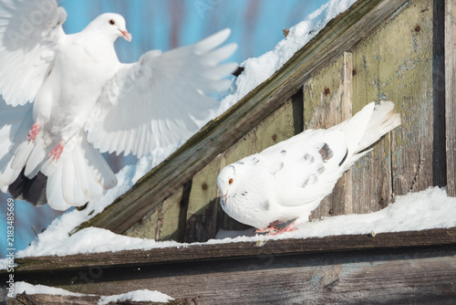 Two white doves on a snowy wooden roof with one bird landing with spread wings