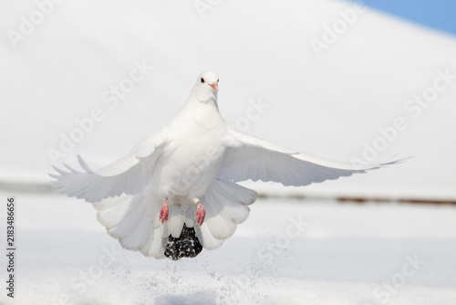 Pure white dove landing in deep snow with wings fully spread