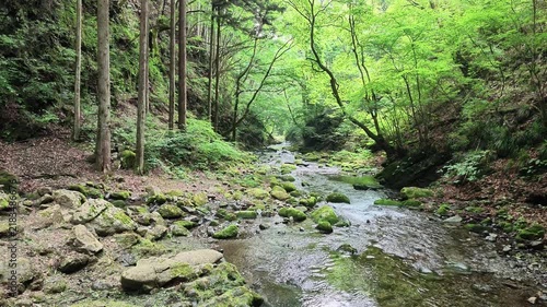Wide view of a mountain stream in a mossy forest gorge Hinohara Tokyo