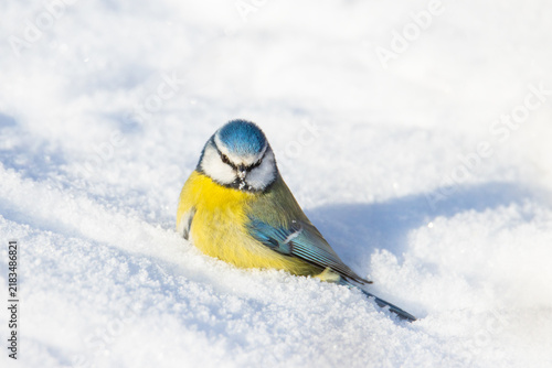 Cute blue tit bird sitting deep in bright white snow on a sunny winter day
