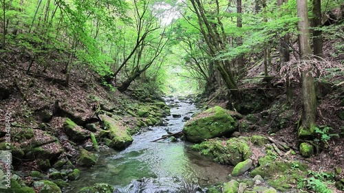 Clear stream winding through moss covered rocks in Hinohara forest