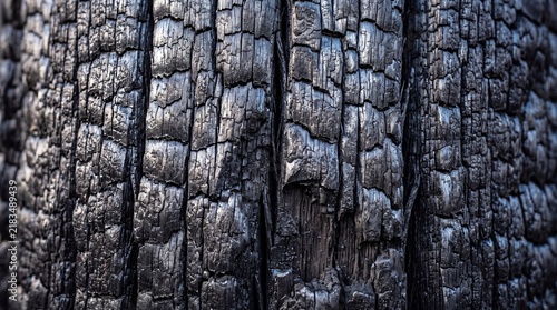 Charred Tree Trunk Bark Texture After Wildfire