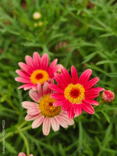 Bild auf Leinwand Close-up top view of vibrant pink Marguerite daisy flowers (Argyranthemum frutescens) featuring bright yellow centers, blooming gracefully among green leaves