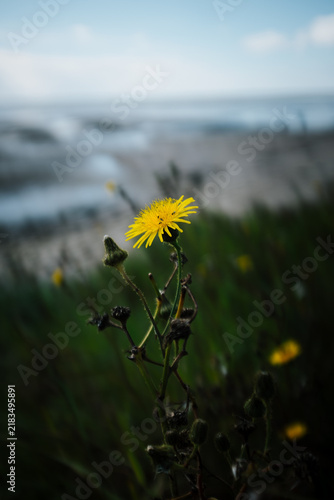 Obraz na płótnie Blume Dünen