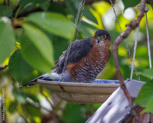 A sparrowhawk is sitting in a hanging birdbath in the garden