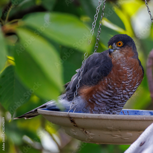 A sparrowhawk is perched in a hanging birdbath in the garden