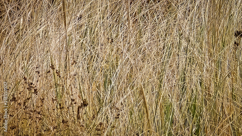 Dense Golden Meadow Grass as Natural Background Texture