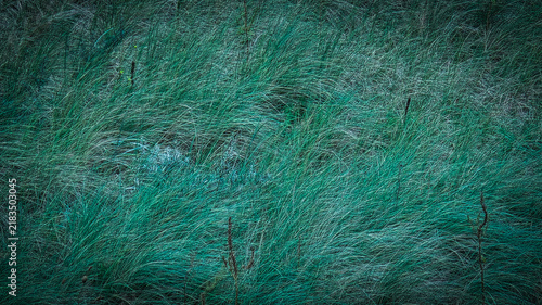 Cool Toned Windswept Grass as Rich Abstract Natural Texture