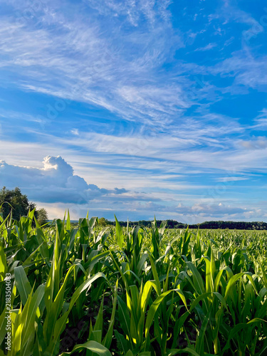 corn field with blue sky and clouds