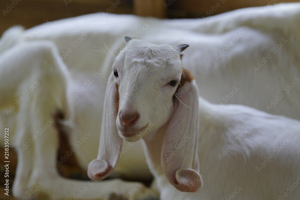 Fototapeta premium The Javanese goat (often known as the Kacang goat) is a native Indonesian goat with high adaptability and fertility. Females can give birth to twins or triplets.