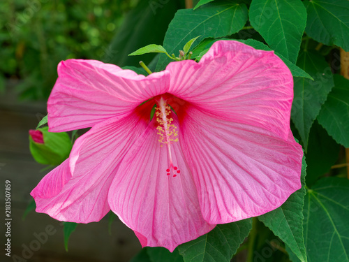 Fotografie Large Swamp rose-mallow flowers (Hibiscus moscheutos) Delicate pink and satiny,