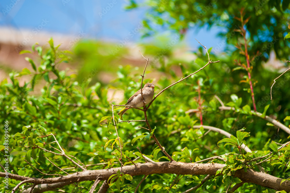 Obraz premium Young House Sparrow Perched Among Green Branches
