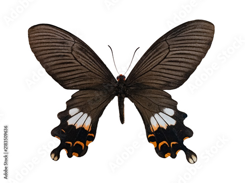 Obraz na płótnie Common mormon swallowtail butterfly isolated on white background
