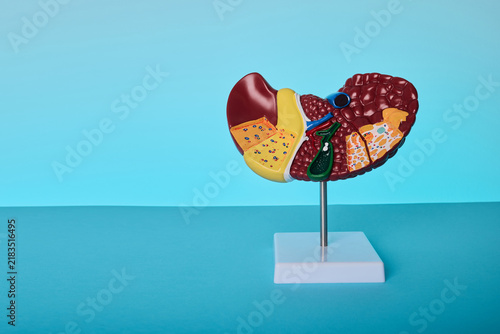 Anatomical human liver model on blue background. Diagnostics of hepatitis and cirrhosis