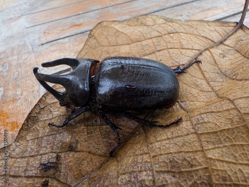 Fotografía wild rhinoceros beetle perched on a dry leaf