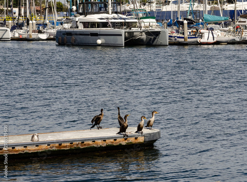 Seagulls resting on marina dock surrounded by blue water in Marina del Rey harbor, California.