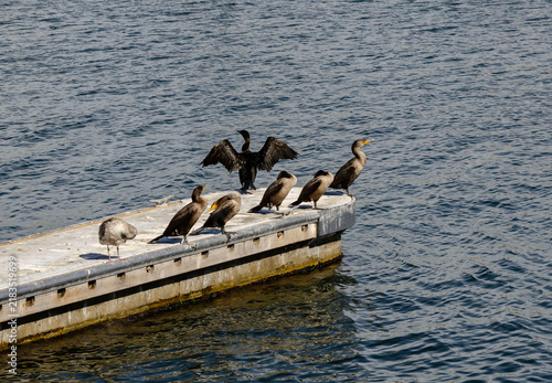 Seagulls resting on marina dock surrounded by blue water in Marina del Rey harbor, California.